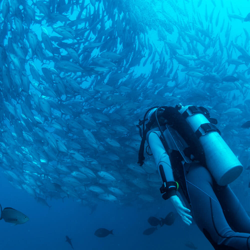 Diving Adventure