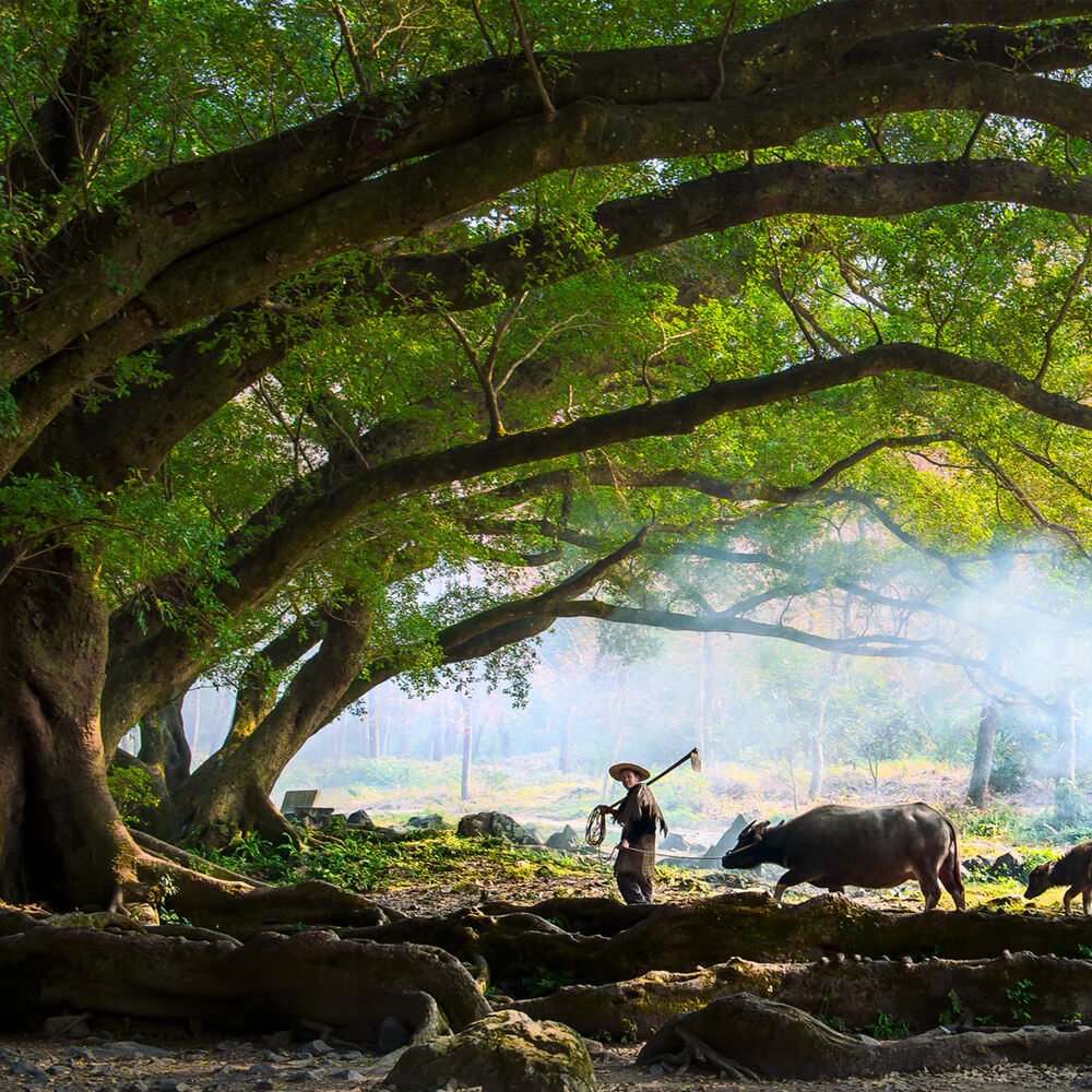 Forest Adventure China