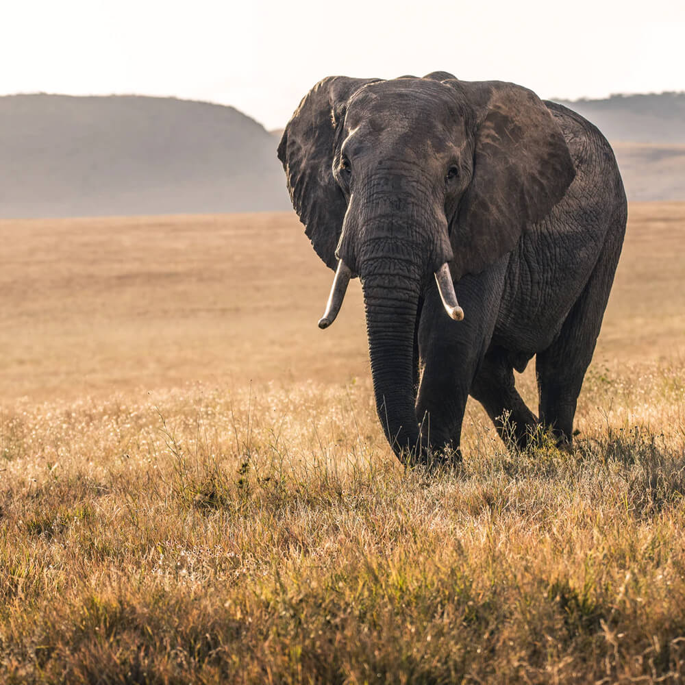 Kenya Safari