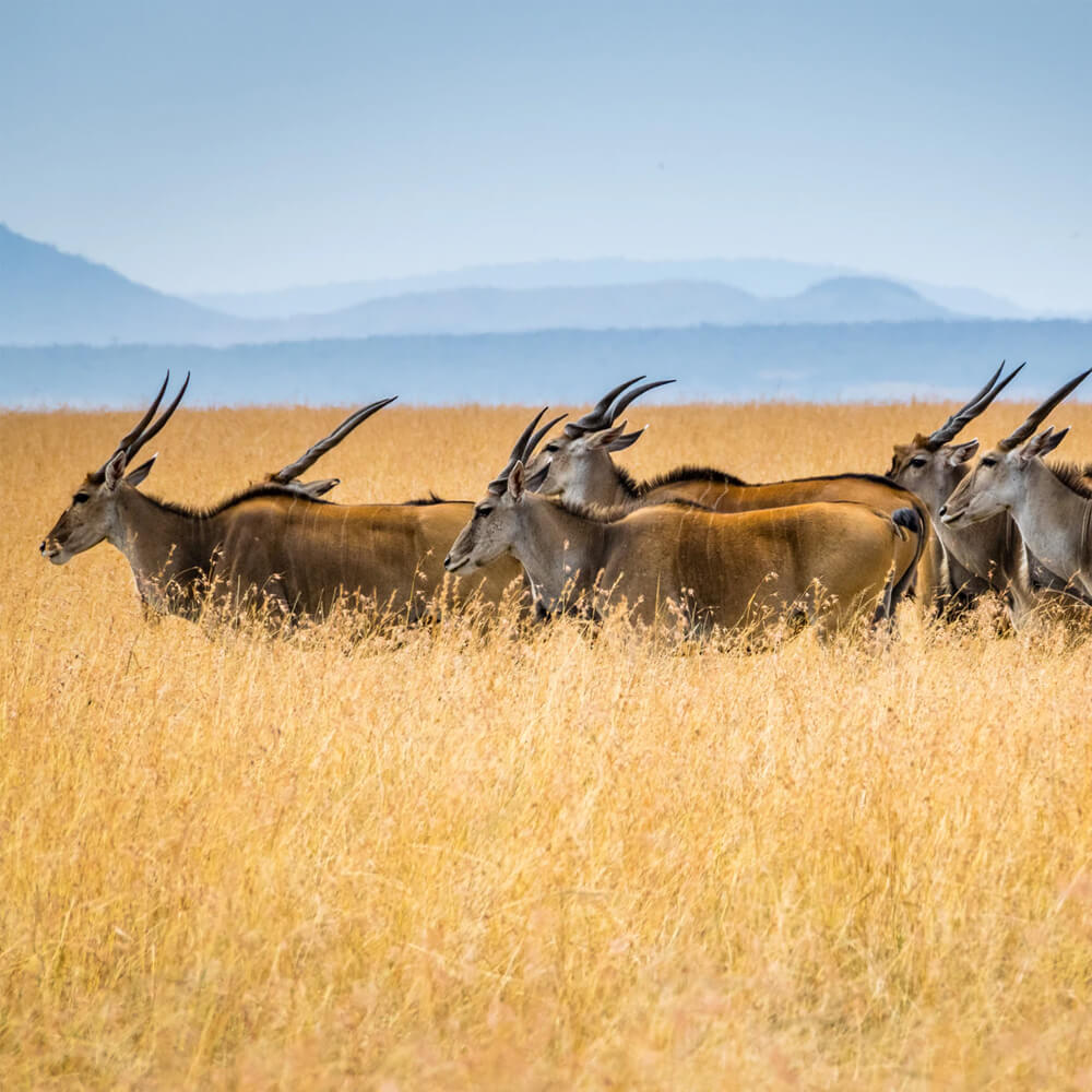 Kenya Safari