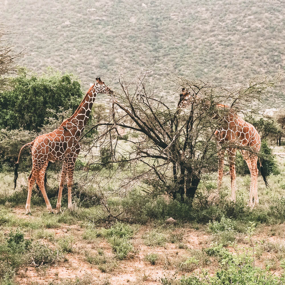 Kenya Safari